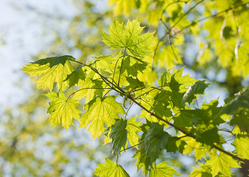 maple leaves, brightly backlit against  sky
