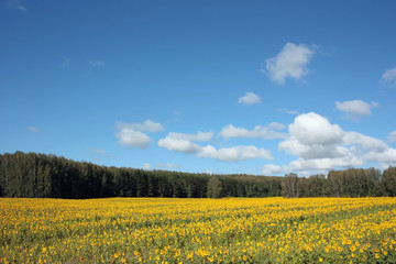 Obraz premium Большое поле желтых подсолнухов