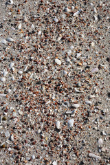 Seashells backgronds