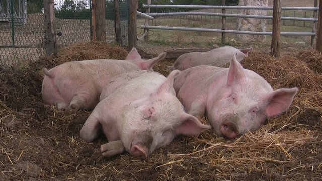 Gl&uuml;ckliche Schweine schlafen im Stroh