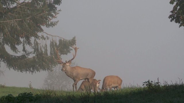 rothirschbrunft