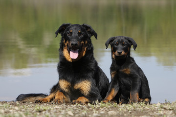 Berger de Beauce et son bébé