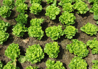 healthy lettuce growing in the soil .