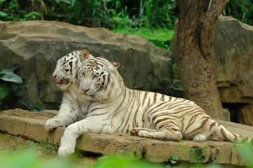 white tiger .