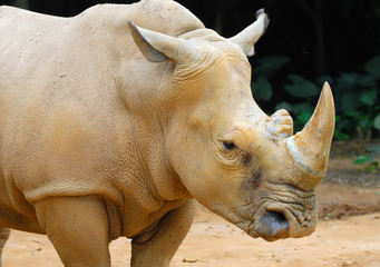 Obraz premium rhinoceros