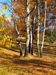 Fotobehang kleurrijk herfstbos © rparys