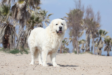 chien indécis sur le sable