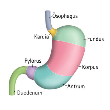 Anatomie des Magens