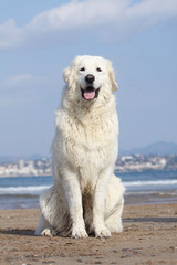 white dog on the beach
