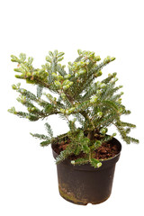 fir-tree isolated on white