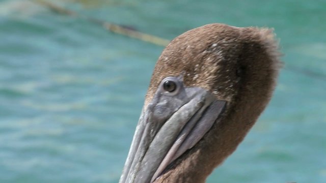 Pelican