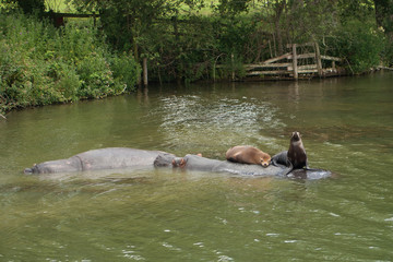 Two sea lions resting atop two hippos