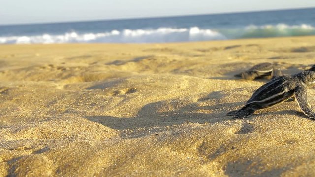small laud turtle going searching for ocean