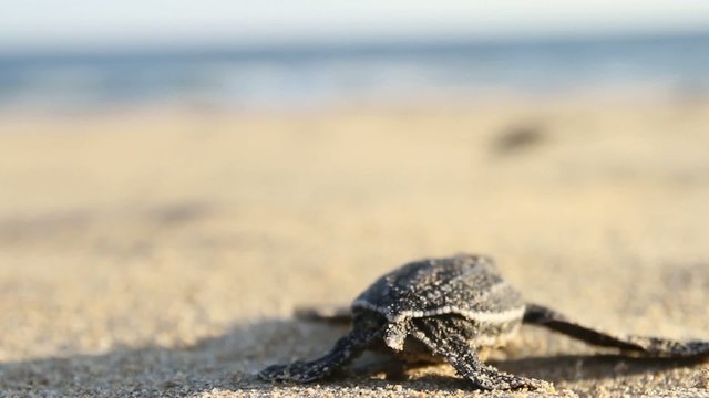 Small turtle going to ocean