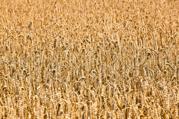 corn fields with corn ready for  harvest