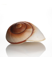 Muschel