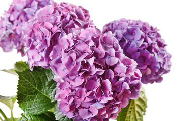 beautiful hydrangea