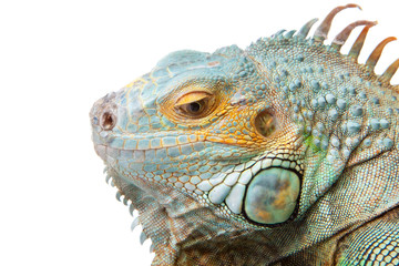 iguana on isolated white