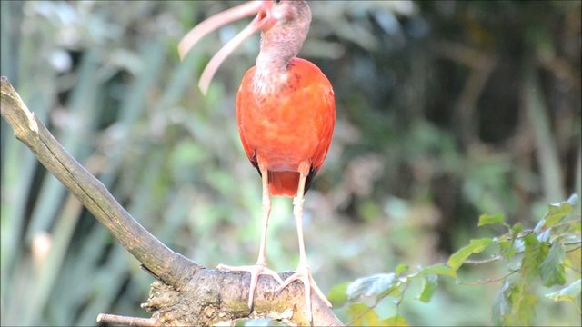 Afrikanischer Vogel