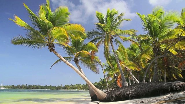 Palms on caribbean sea beach, 4 different scenes