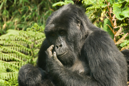 Itchy face