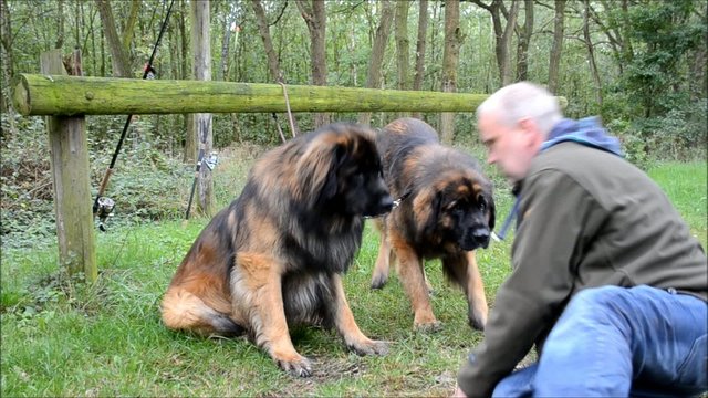 Hunde