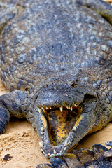 A nile crocodile, Crocodylus niloticus