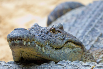 A nile crocodile, Crocodylus niloticus