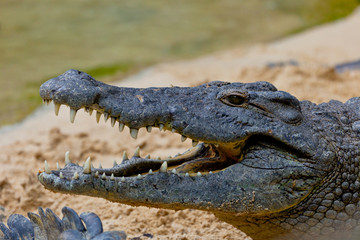 A nile crocodile, Crocodylus niloticus