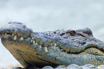 Obraz premium A nile crocodile, Crocodylus niloticus