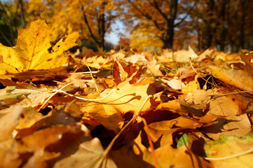 Colorful background of fallen autumn leaves