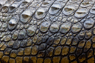 Naklejka premium A nile crocodile, Crocodylus niloticus