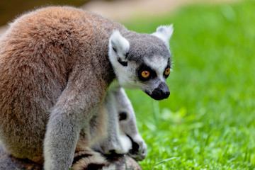 Lemur of ring-shaped tail ,Lemur catta