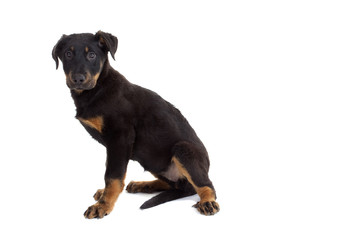 Obraz premium chiot beauceron assis de profil