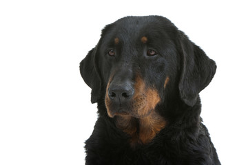 Obraz premium jolie tête d'un berger de Beauce