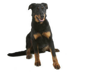 marque de recul chez le berger de beauce