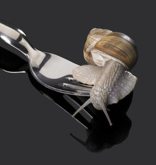 Grapevine snail on fork