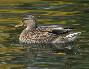 Mallard