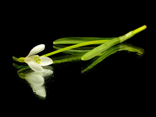 Spring snowdrop flowers