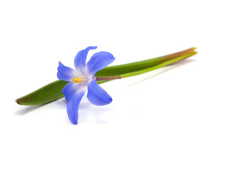 blue spring scilla bifolia