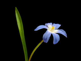 Obraz na płótnie Canvas blue wiosna scilla bifolia