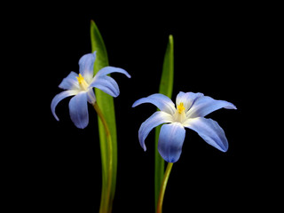 blue spring scilla bifolia