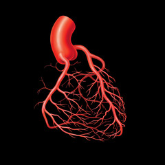 Arterien des Herzens