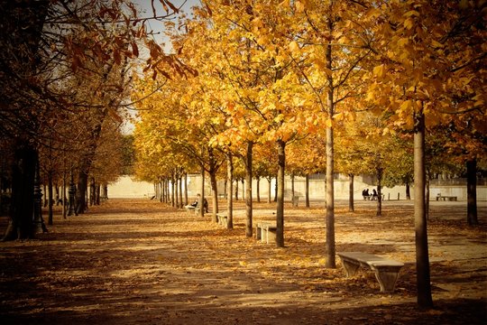 Un après-midi d'automne dans le jardins des Tuileries (Paris)