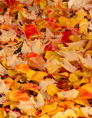 Herbstlich: buntes Weinlaub im Sonnenlicht