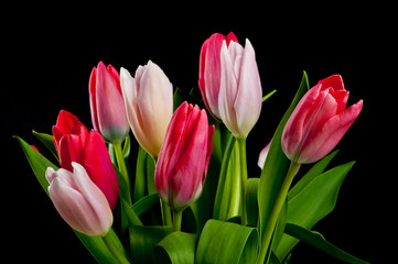 Colorful tulips