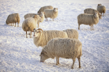 Schafe im winter