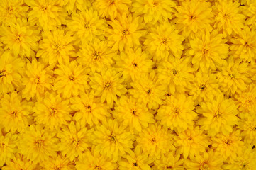 Rudbeckia laciniata flower heads – yellow daisy background