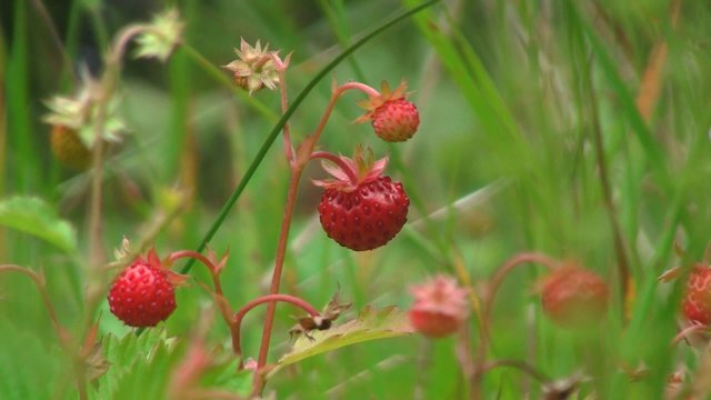 Walderdbeeren Images – Browse 435 Stock Photos, Vectors, and Video ... Walderdbeeren Images – Browse 435 Stock Photos, Vectors, and Video ...