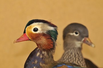Pato mandarín, Aix galericulata.